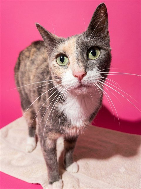 EREN - Domestic Short Hair available for adoption