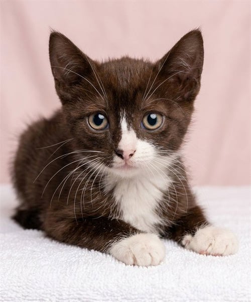 KIZZIE - Domestic Short Hair available for adoption