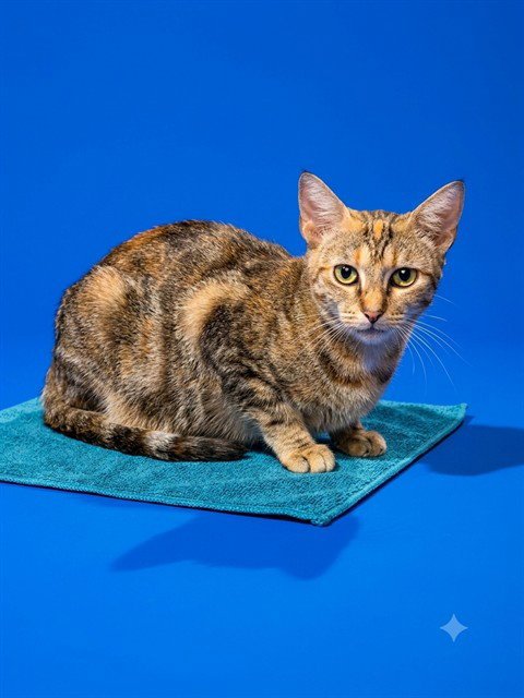 PILLOW PUFF Image