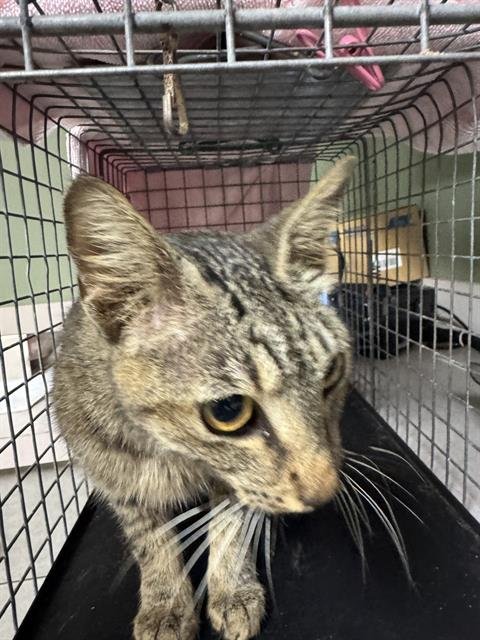 AMELIA - Domestic Short Hair for adoption in Jacksonville
