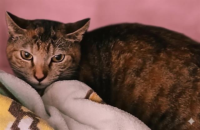 SISSY - Domestic Short Hair for adoption in Jacksonville