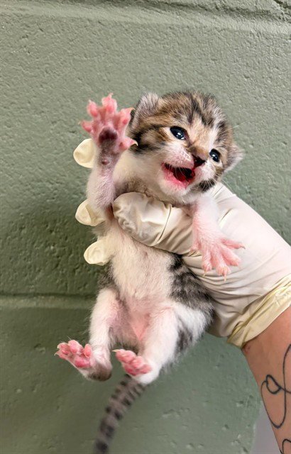 DALLAS - Domestic Short Hair available for adoption