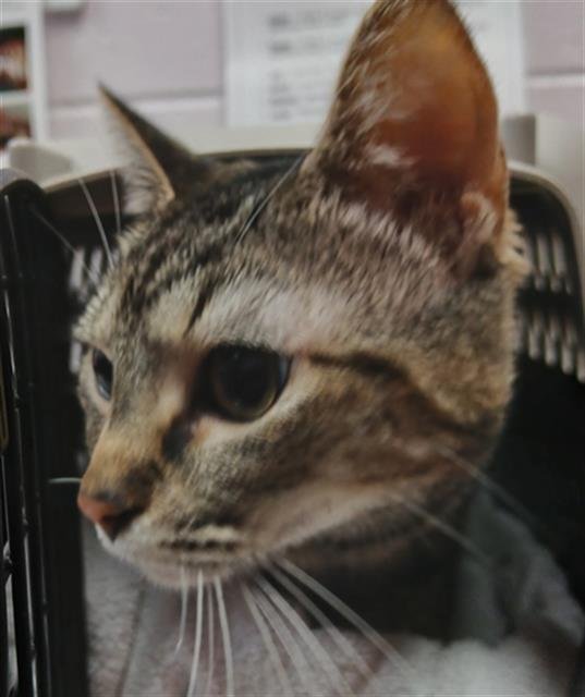 DUSTY - Domestic Short Hair available for adoption