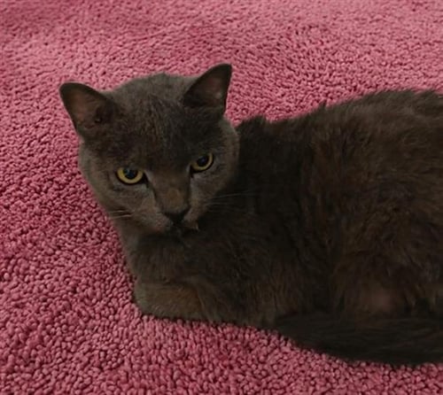 FRANCIS - Domestic Short Hair available for adoption