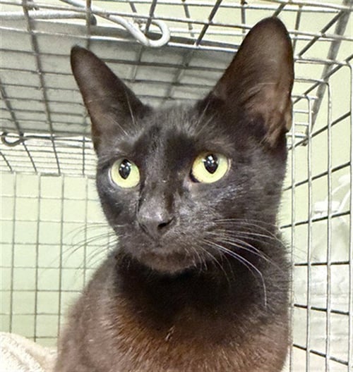 BEAUTY - Domestic Short Hair for adoption in Jacksonville