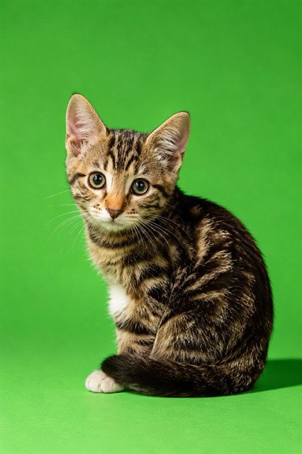 BOOTSY Image