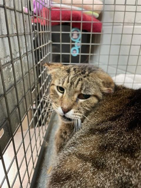 DOUGLAS - Domestic Short Hair available for adoption