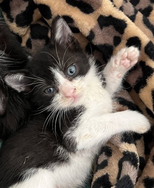 TAX EVASION - Domestic Short Hair available for adoption