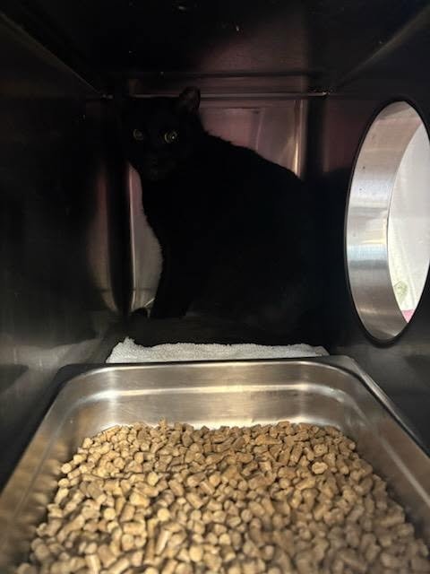 BORNITE - Domestic Short Hair available for adoption