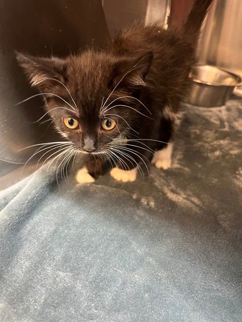 SUGAR - Domestic Short Hair available for adoption