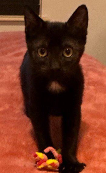 CHIA - Domestic Medium Hair for adoption in Jacksonville