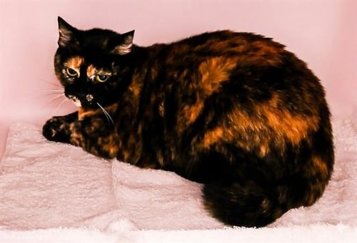 NISSA - Domestic Short Hair available for adoption