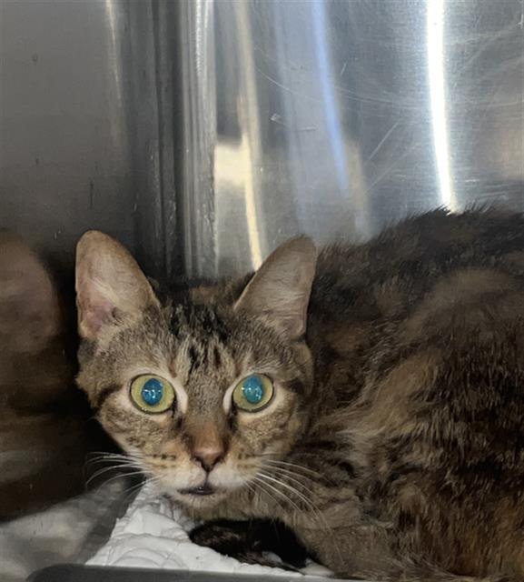 STITCH - Domestic Medium Hair available for adoption