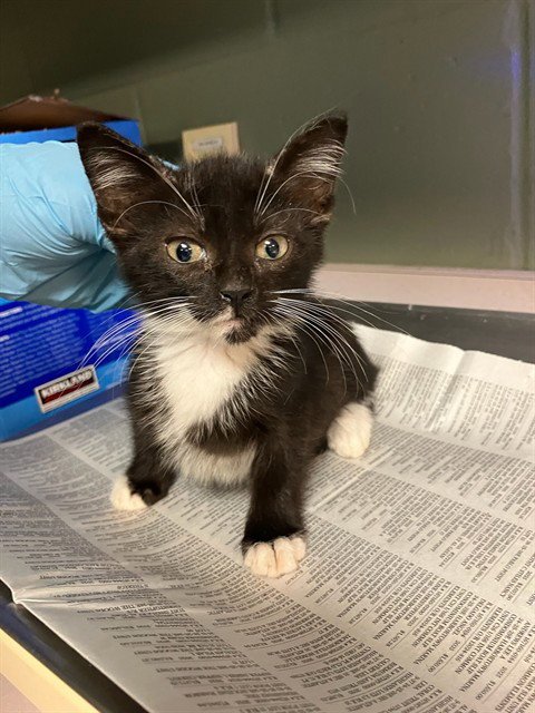 JADE - Domestic Short Hair available for adoption