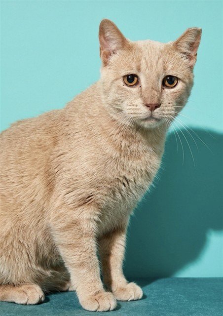 RAMANO - Domestic Short Hair available for adoption