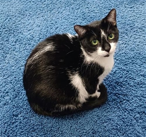 ADIVA - Domestic Short Hair for adoption in Jacksonville