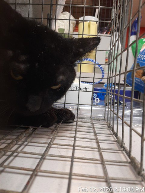 FRANK - Domestic Short Hair for adoption in Jacksonville