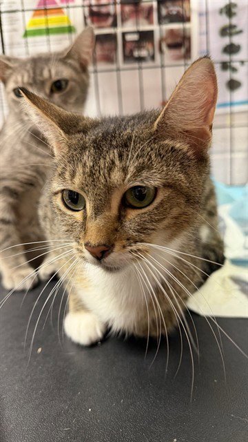 FRITO-LAY - Domestic Medium Hair available for adoption