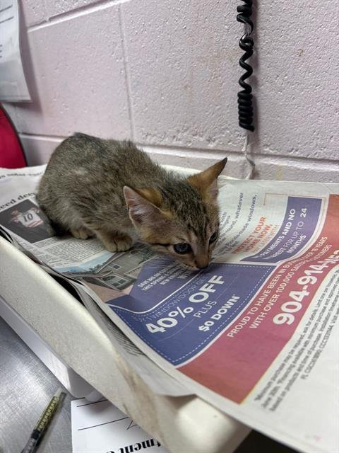 PARKER - Domestic Short Hair available for adoption