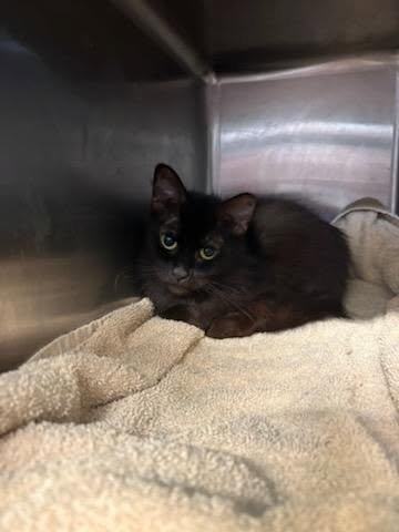 SOPHIE - Domestic Long Hair for adoption in Jacksonville