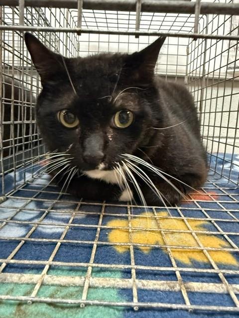 GRITS - Domestic Short Hair available for adoption