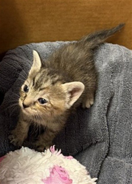 SUGAR BOMB - Domestic Medium Hair available for adoption