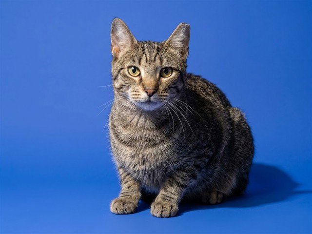 CLEO Image