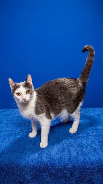 TOMATO - Domestic Short Hair available for adoption