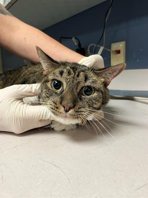 REED - Domestic Short Hair available for adoption