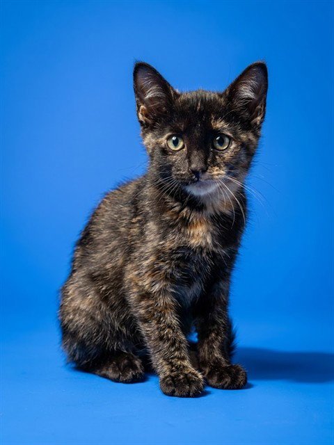 CINDER - Domestic Short Hair available for adoption