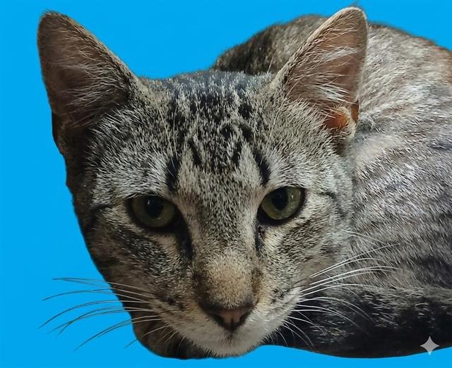 NELSON Image