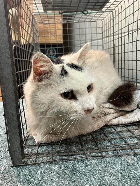 CRUELLA - Domestic Short Hair available for adoption