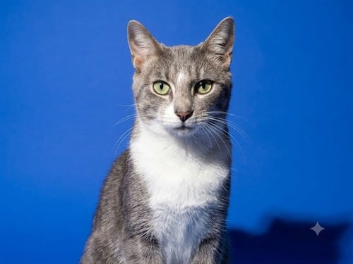 SWEETBOY - Domestic Short Hair available for adoption