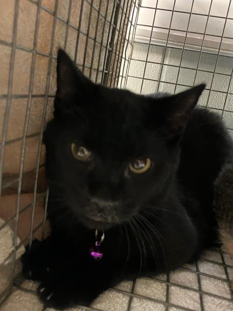 SCARECROW - Domestic Short Hair available for adoption