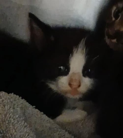 MILKSHAKE - Domestic Short Hair available for adoption
