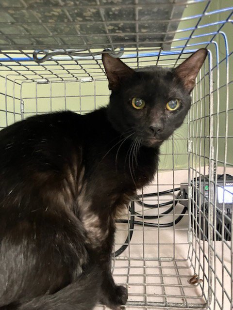 DARTH KITTIOUS - Domestic Short Hair available for adoption
