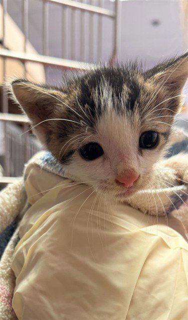 ELM - Domestic Short Hair available for adoption