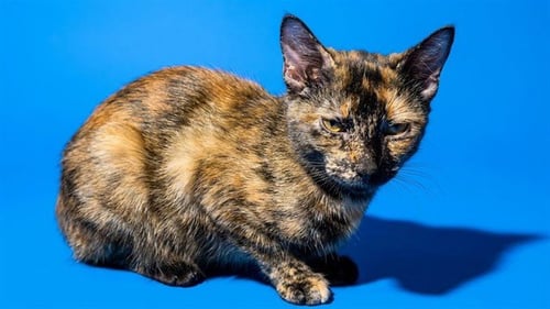 TALLY - Domestic Short Hair available for adoption