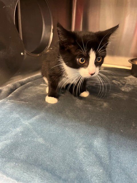 SPICE - Domestic Short Hair available for adoption