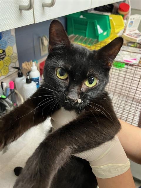 JANE - Domestic Short Hair available for adoption