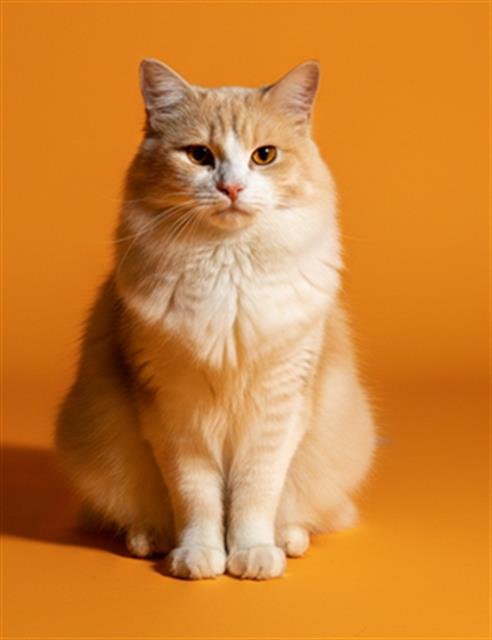 SIMBA - Domestic Medium Hair available for adoption