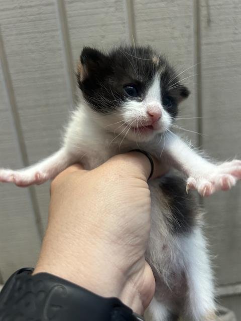 CLYPSO - Domestic Short Hair available for adoption