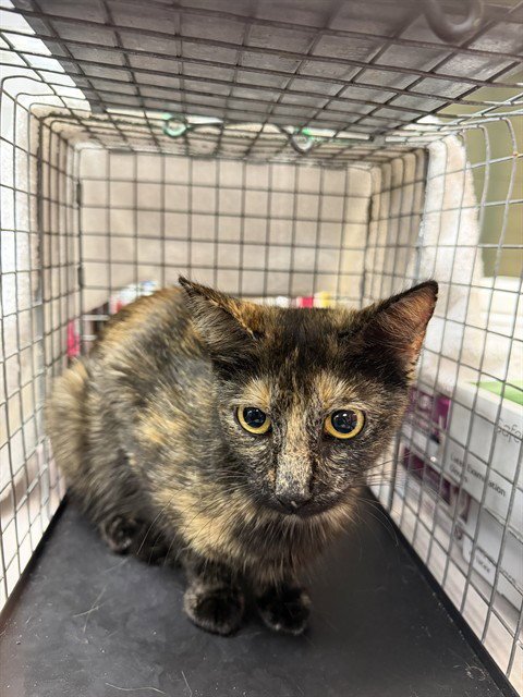 MYSTIC - Domestic Short Hair available for adoption