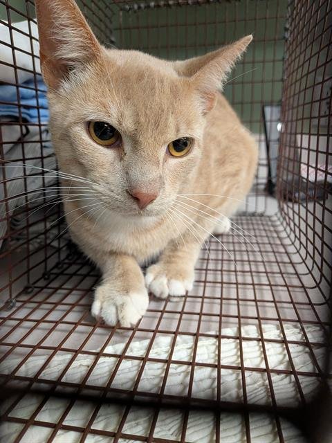 SCHOREDER - Domestic Short Hair available for adoption
