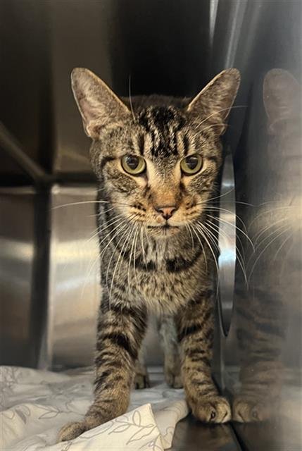 DASH - Domestic Medium Hair available for adoption