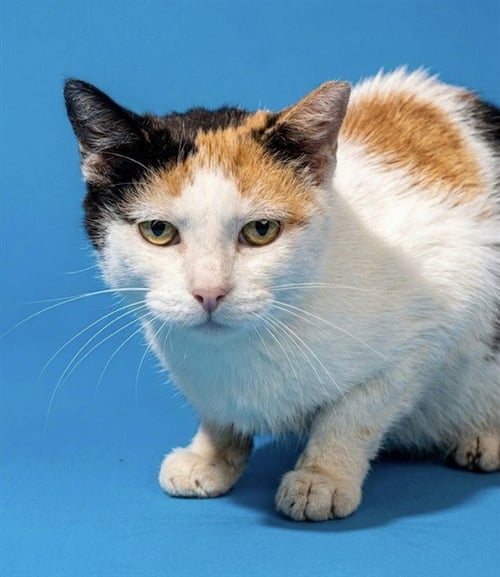 GLADYS - Domestic Short Hair available for adoption