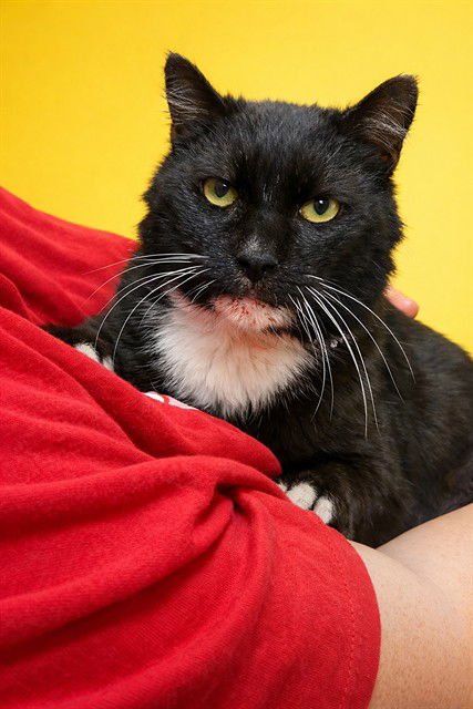 FREDDY - Domestic Short Hair available for adoption