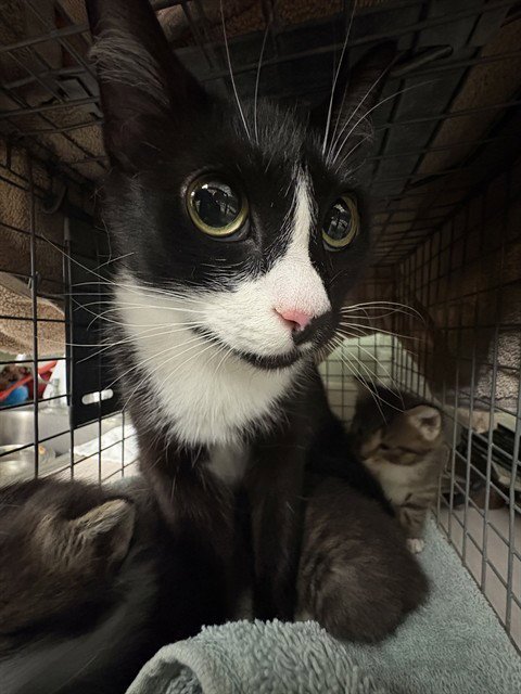 COCO - Domestic Short Hair available for adoption