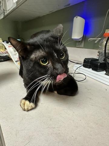 DUST BUNNY - Domestic Short Hair available for adoption