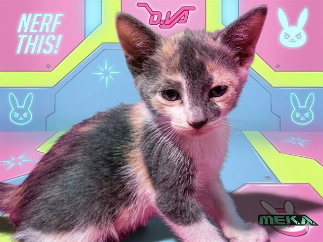 D.VA Image